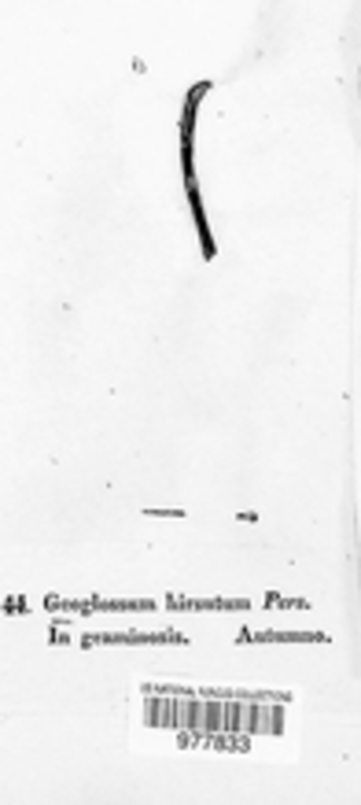 Trichoglossum hirsutum image